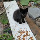 Illustration for article titled Guys, 4 kittens have shown up in my backyard. Please help.